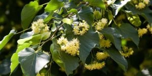 feuilles et fleurs de tilleul