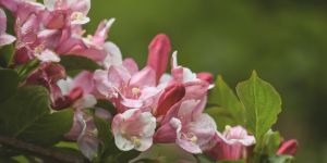 weigelia arbuste