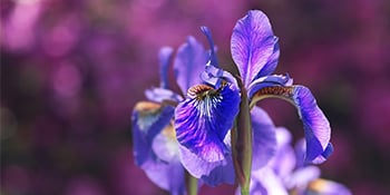 iris fleur d'aout