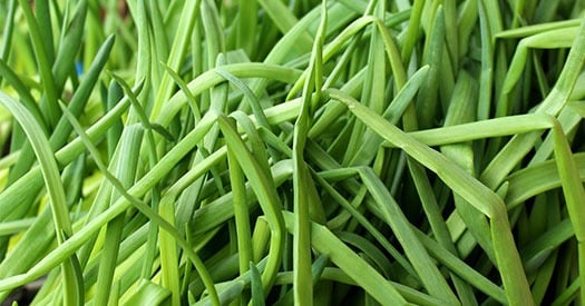 herbe aromatique août ciboulette