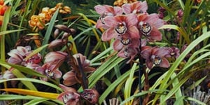 Orchidées rares 