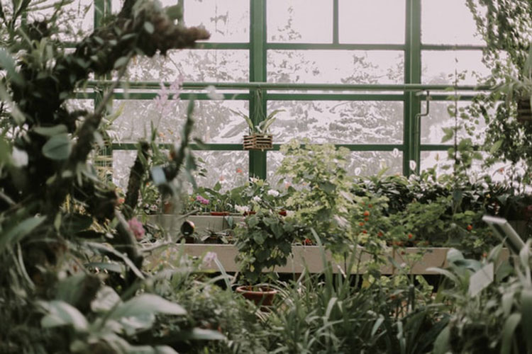 La lumière artificielle : L'outil indispensable pour garder vos plantes en  bonne santé en hiver