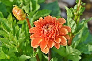 Dahlia, fleurs printanière