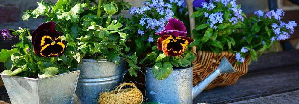 Entretien des fleurs au printemps