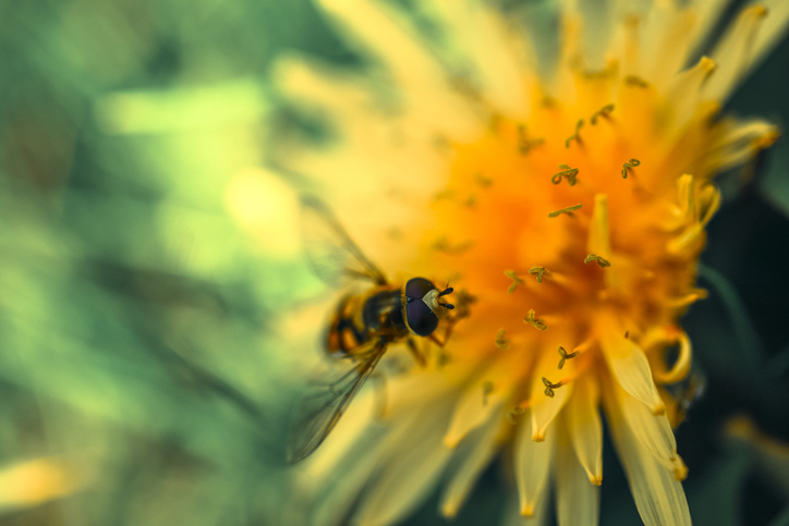 Pollinisateurs Au Potager, Les Fleurs Idéales Pour Les Attirer