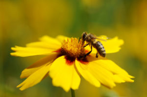 La coreopsis pour attirer les pollinisateurs 