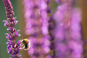 Attirer les pollinisateurs au jardin grâce à la sauge