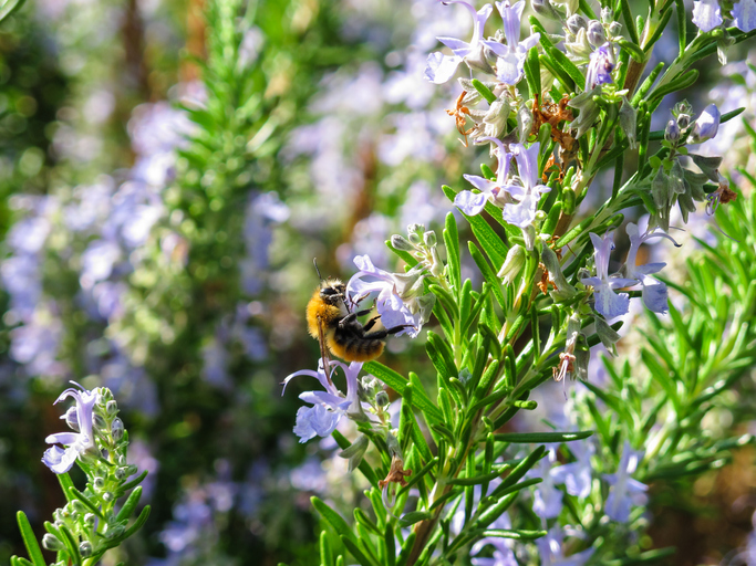 Pollinisateurs Au Potager, Les Fleurs Idéales Pour Les Attirer