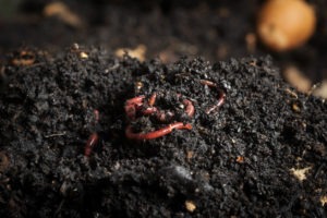 Le lombricompostage avec les vers de terre pour composter