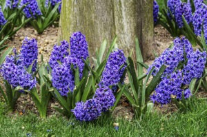 Plante hyacinthes