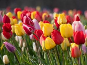 Planter et semer en novembre : la tulipe