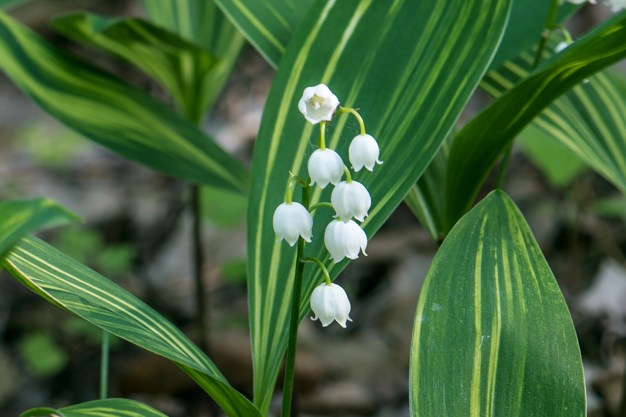 Une illustration d'un muguet fleuri de la variété Convallaria majalis 'Albostriata', montrant ses différentes parties.