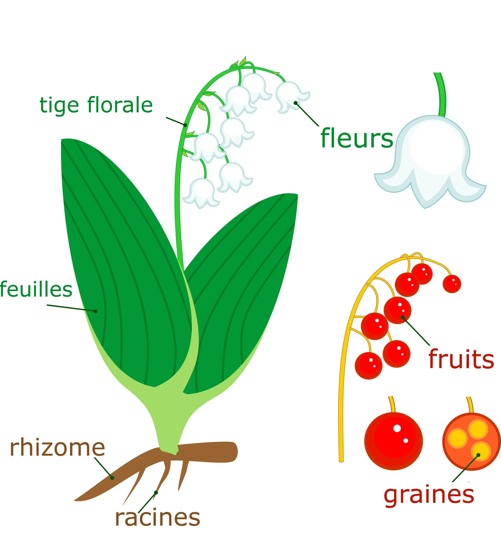 Cette image illustre les différentes parties de la plante de muguet fleuri (Convallaria majalis), de la base à la cime. Les racines robustes ancrent la plante dans le sol, alimentant les rhizomes rampants qui assurent sa propagation. Les feuilles lancéolées, contribuant à la photosynthèse, émergent directement du rhizome. La tige florale s'élève pour soutenir une inflorescence en racème, composée de délicates clochettes blanches. Ces fleurs donnent naissance, en été, à de petits fruits rouges contenant les graines pour la reproduction future du muguet.