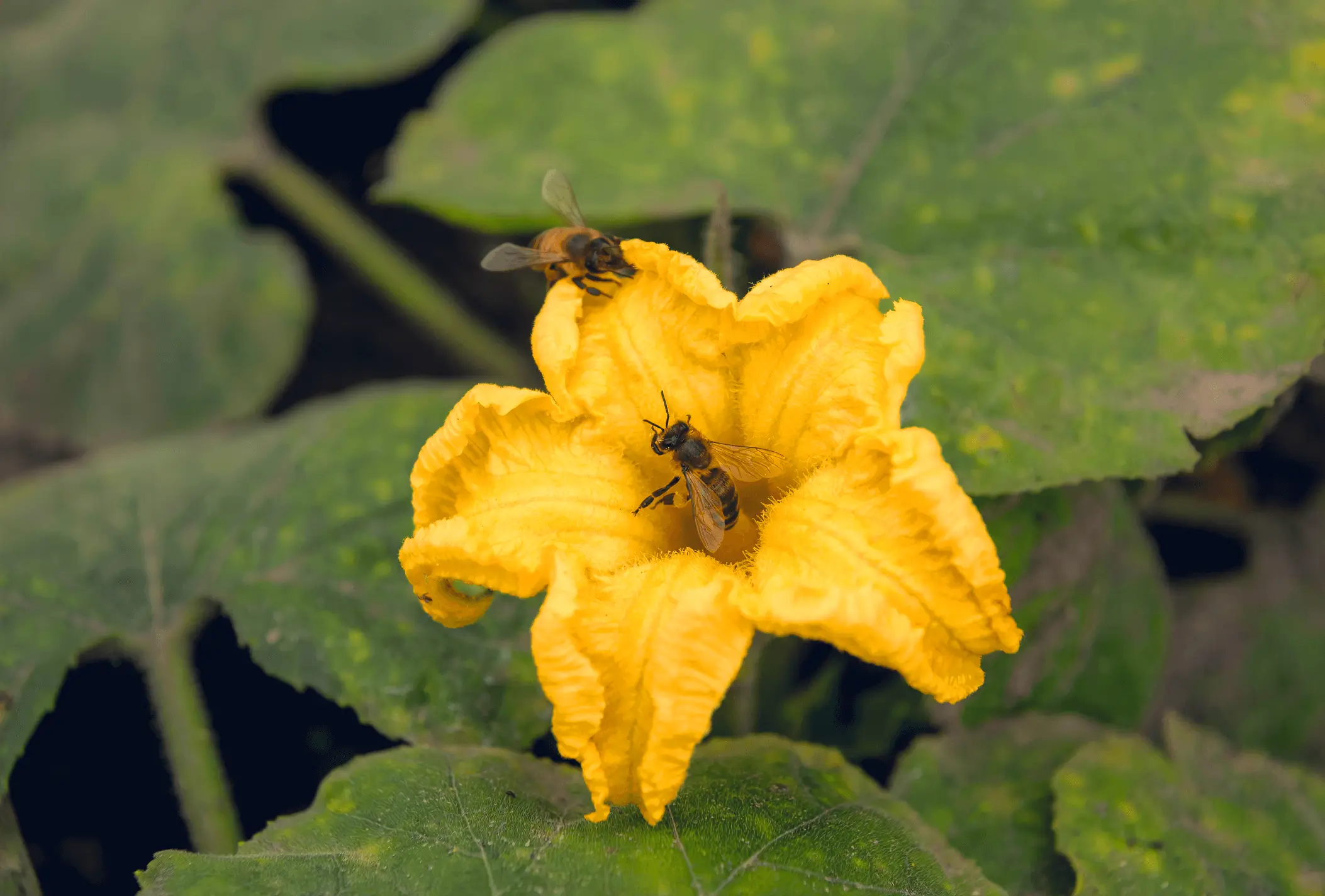 abeille rappellant l'importance de la pollinisation