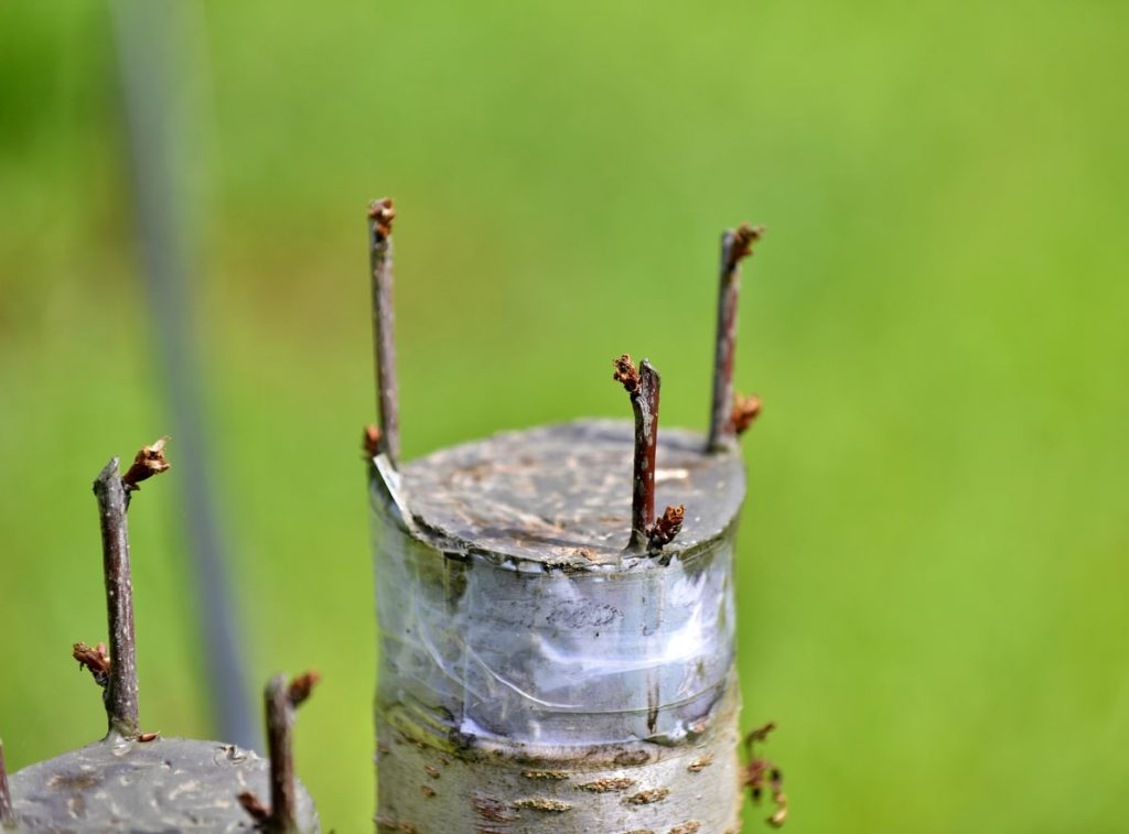 Greffer un arbre fruitier en couronne