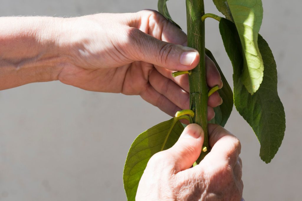 Greffer un arbre fruitier en écusson