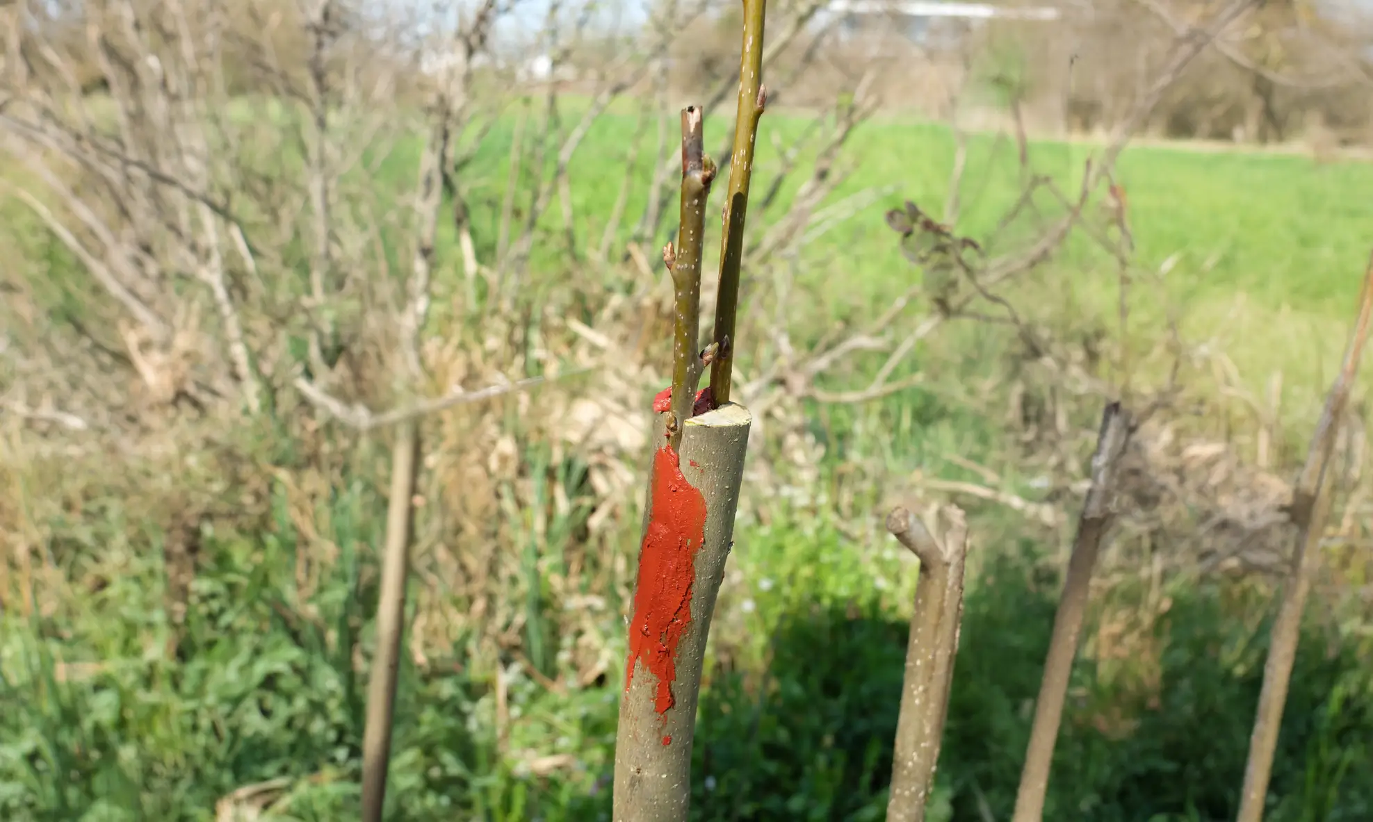 Greffer un arbre fruitier en fente