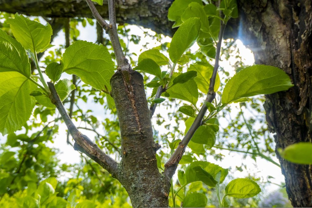 Greffer un arbre fruitier en incrustation