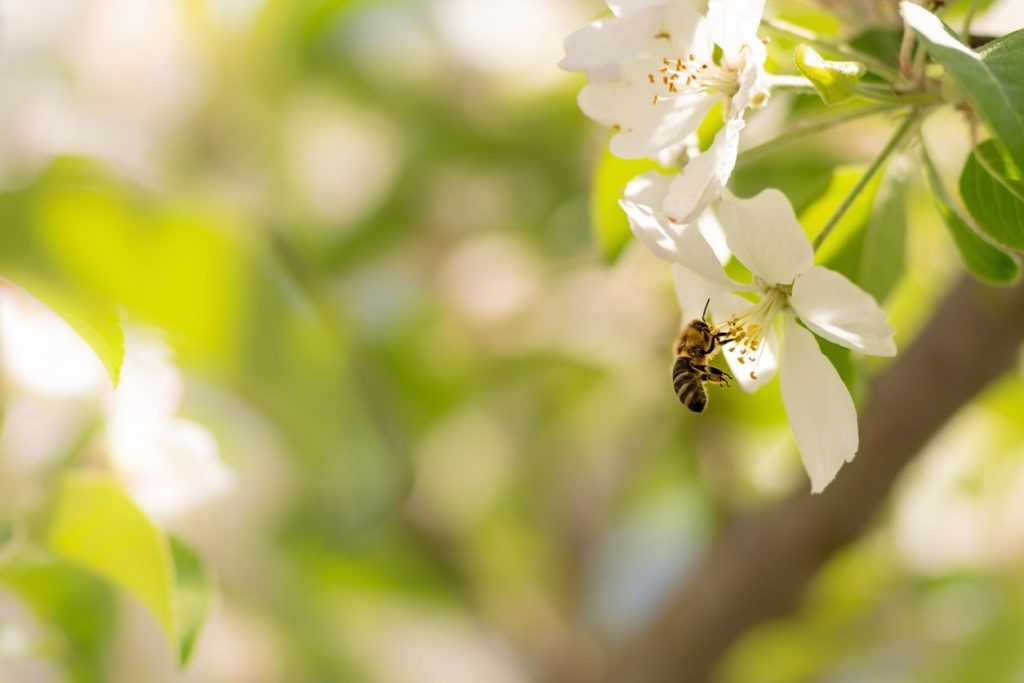 Pollinisation d'un pommier en fleur par une abeille