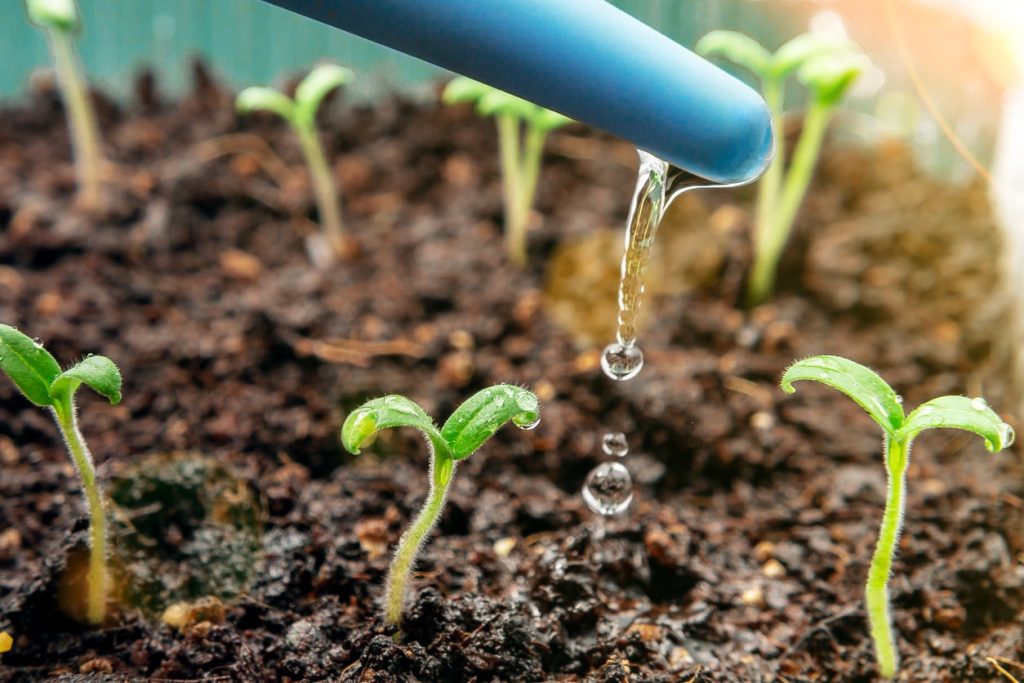 protéger son potager des fortes chaleurs avec un système de goutte à goutte dans un jardin pour 