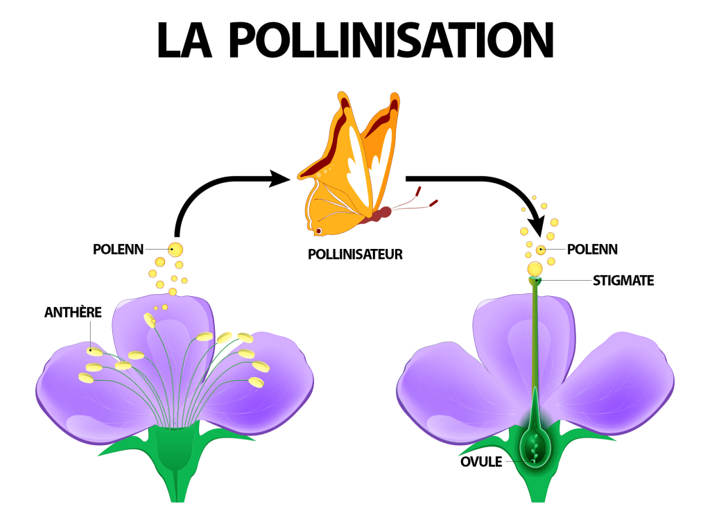 L'image montre le processus de l'importance de la pollinisation. Il y a deux fleurs violettes illustrées, chacune avec des parties de la fleur étiquetées. La fleur de gauche montre l'anthère libérant du pollen, qui est transporté par un papillon (pollinisateur) vers la fleur de droite. Le pollen est ensuite déposé sur le stigmate de la deuxième fleur, où il se dirige vers l'ovule. Les parties étiquetées incluent 'Anthère', 'Pollen', 'Pollinisateur', 'Stigmate', et 'Ovule'. Le titre en haut de l'image est 'LA POLLINISATION'.
