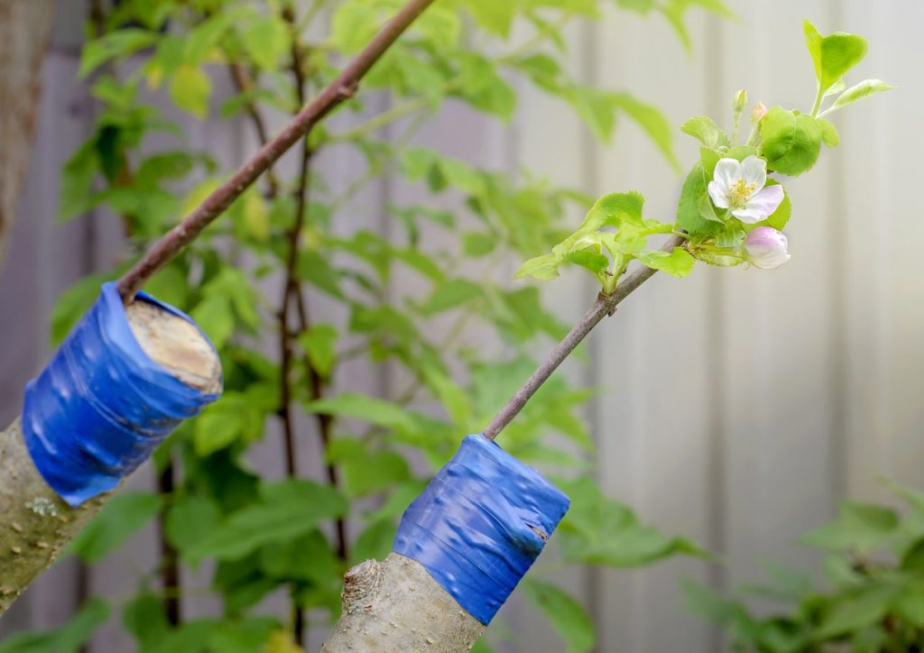 arbre coupé et greffé entouré d'un scotch bleu