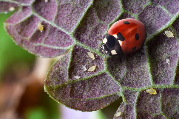 biodiversité coccinelle