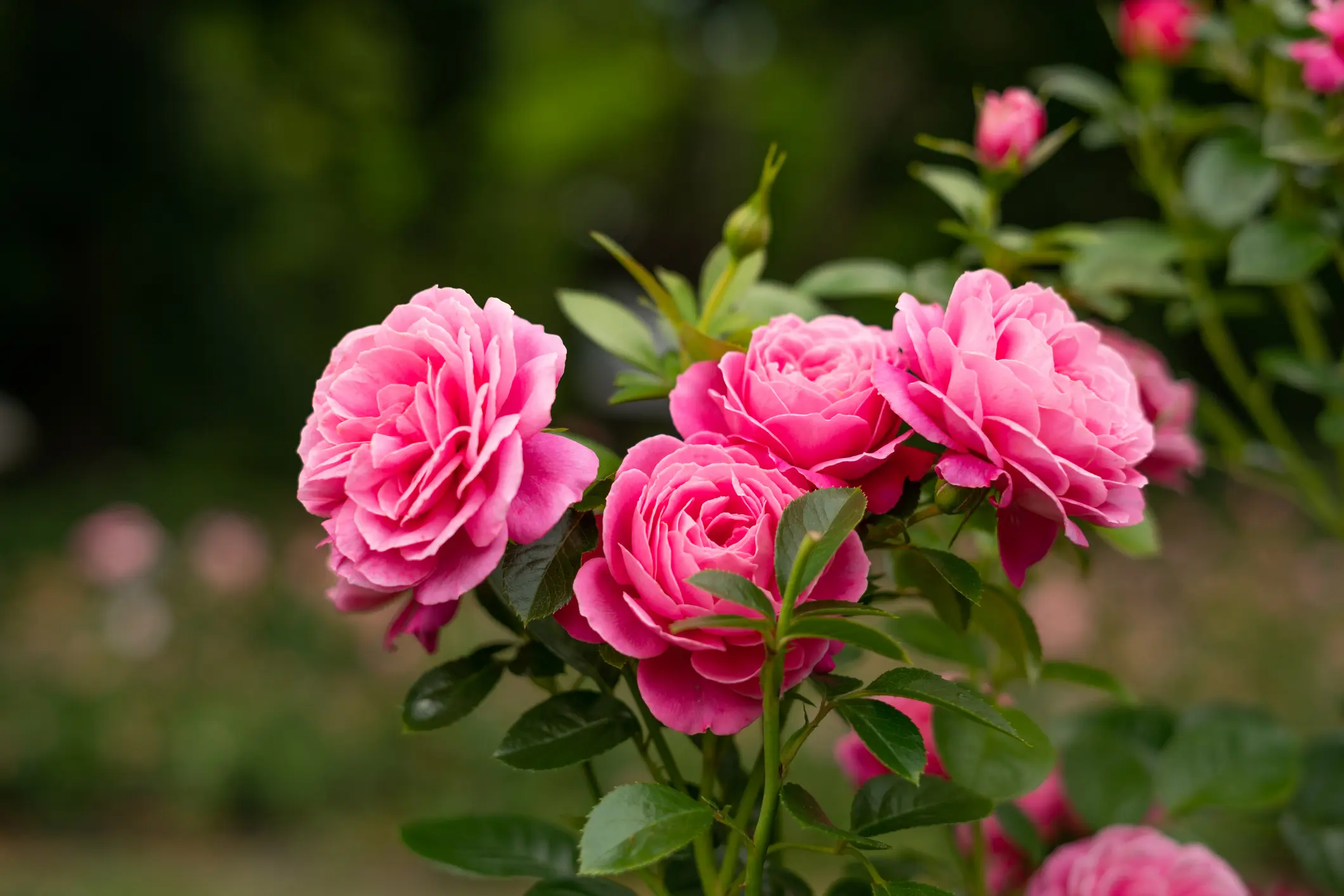 4 secrets pour faire pousser de jolies roses dans son jardin