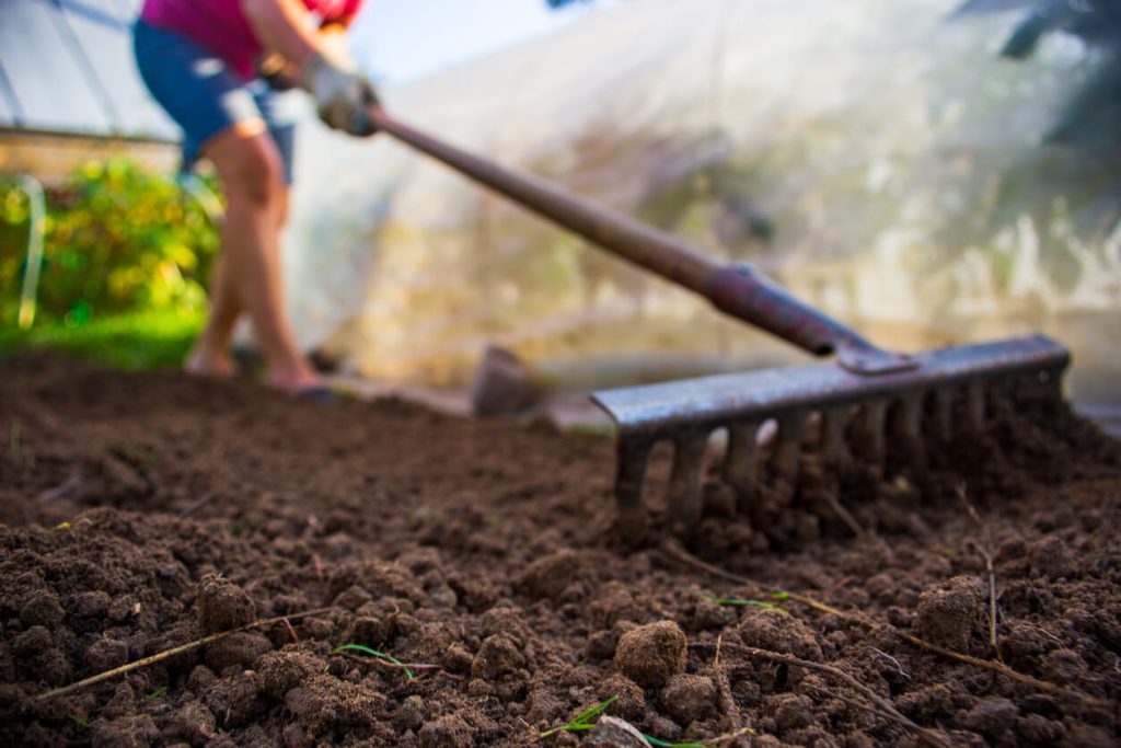 Travail de la terre du potager avec un rateau