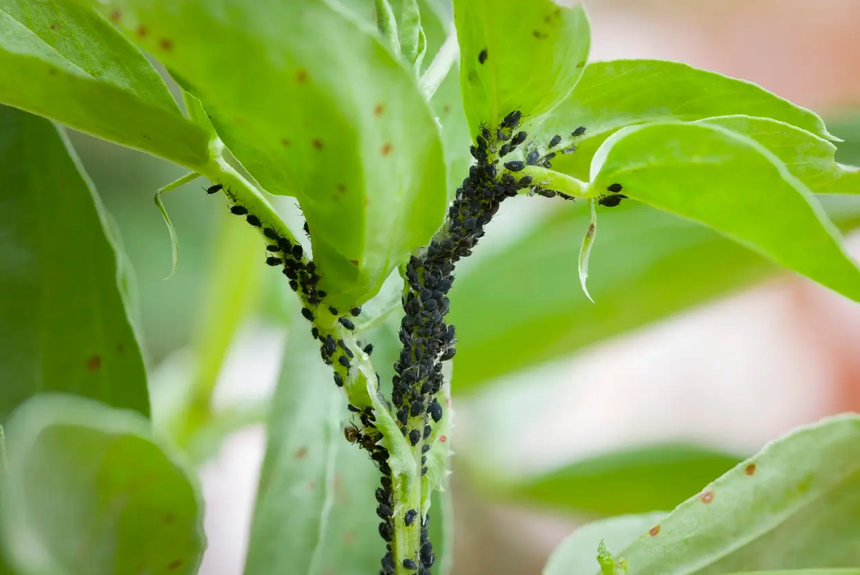 Faire Disparaitre Les Nuisibles Au Jardin faire-disparaitre-les-nuisibles-au-jardin