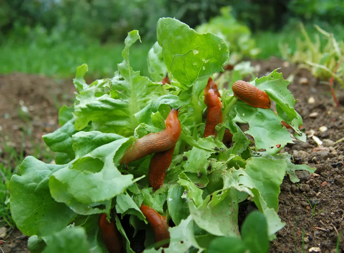 Plusieurs limaces dans une salade, des nuisibles au jardin