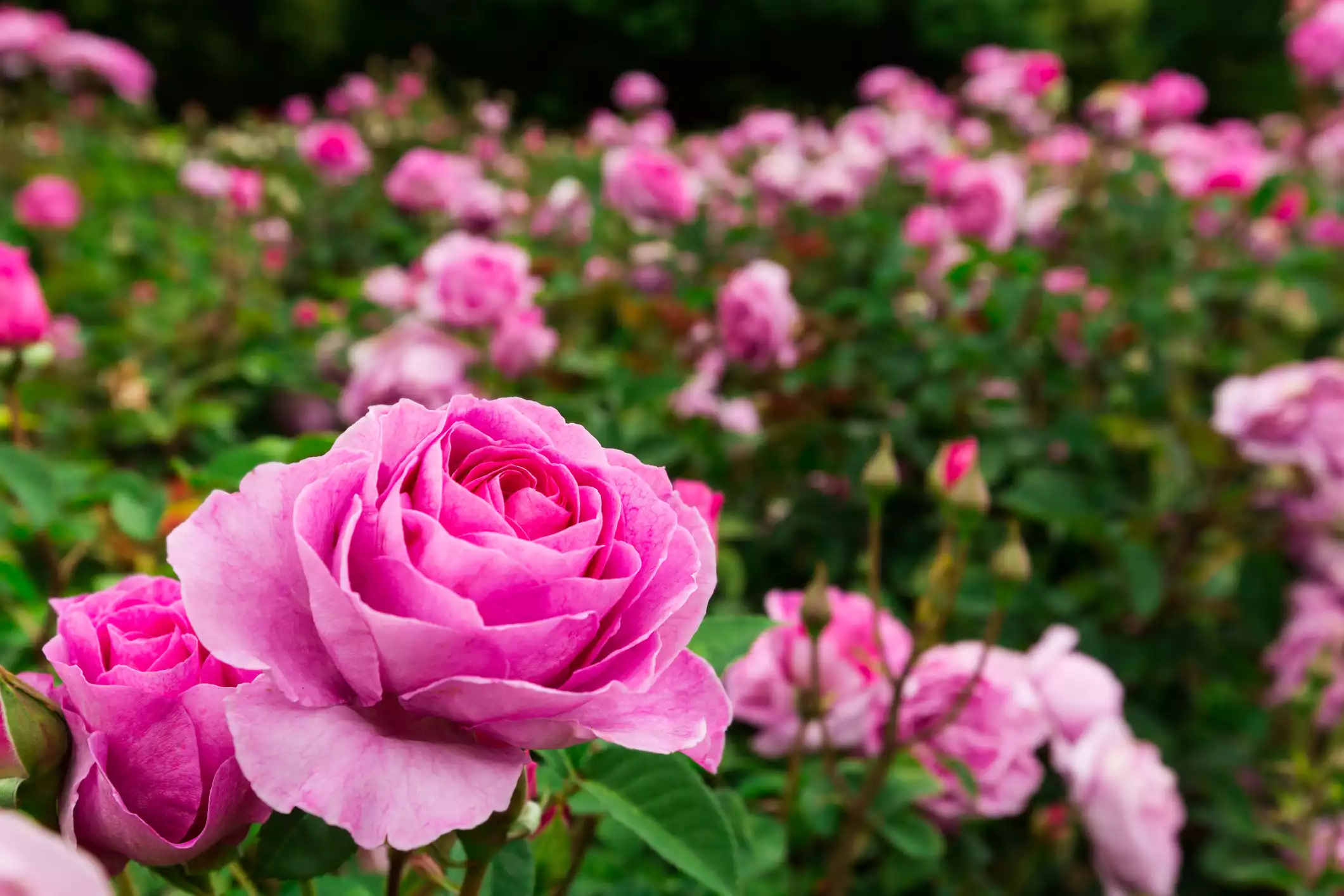 Jolies roses rose en buisson de rosier