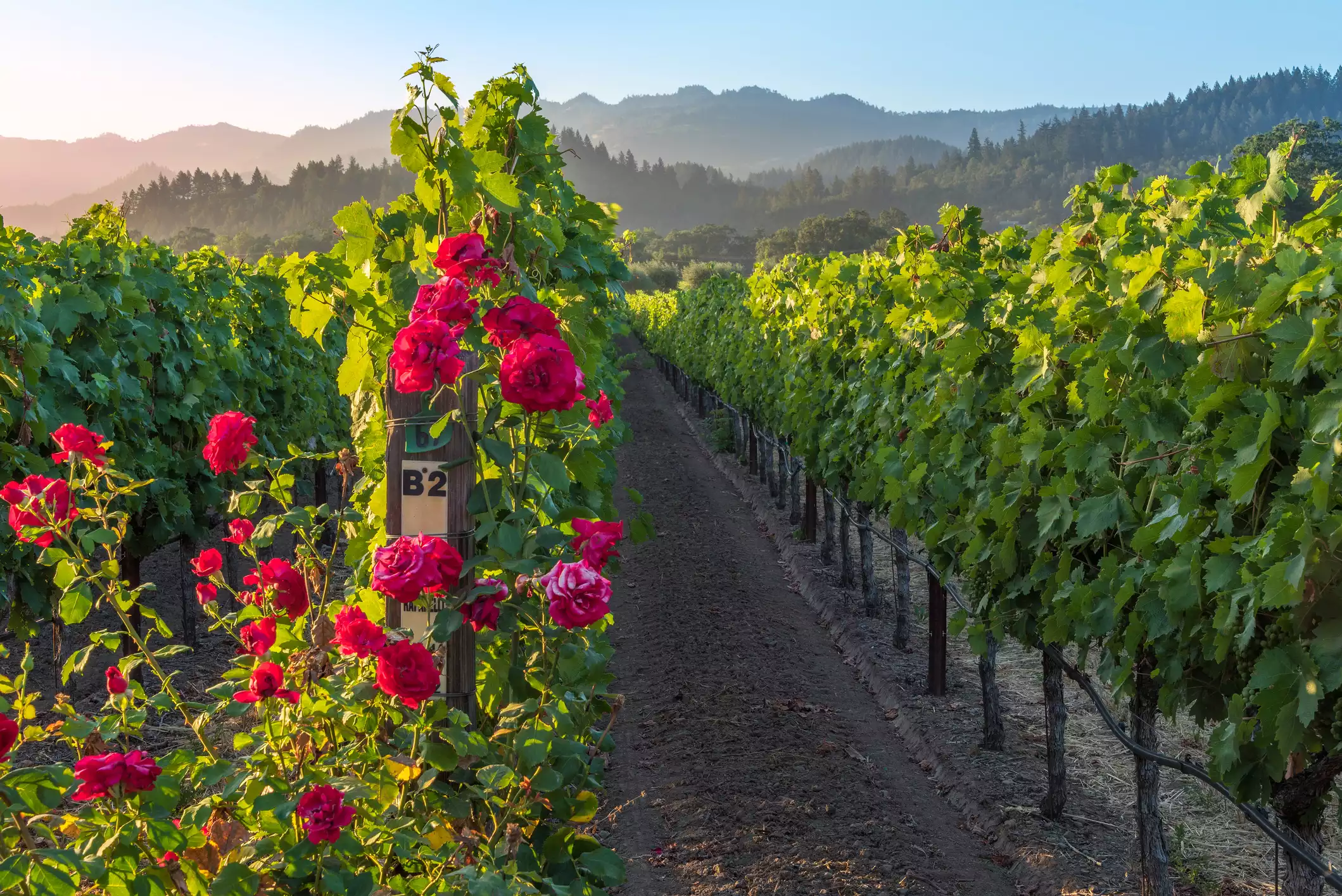 jolie rosier rouge devant des vignes