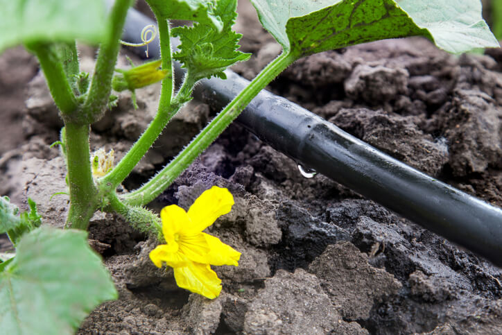 un tuyaux d'irrigation passe pour légèrement arrosé un pied de tomate