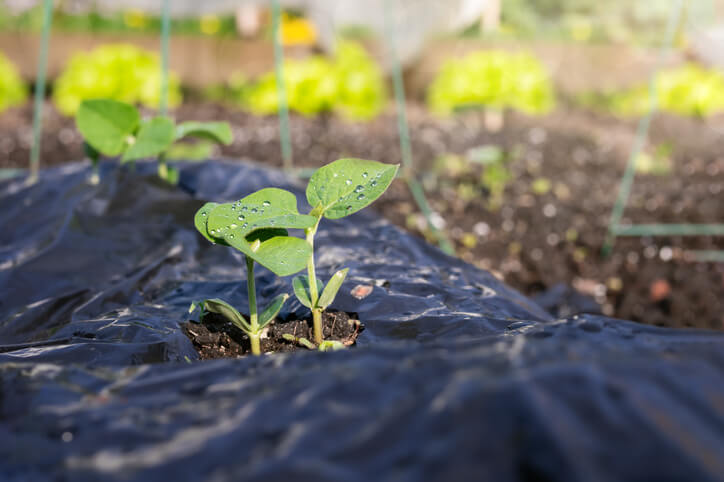 paillage d'un plant avec une bâche noir fine