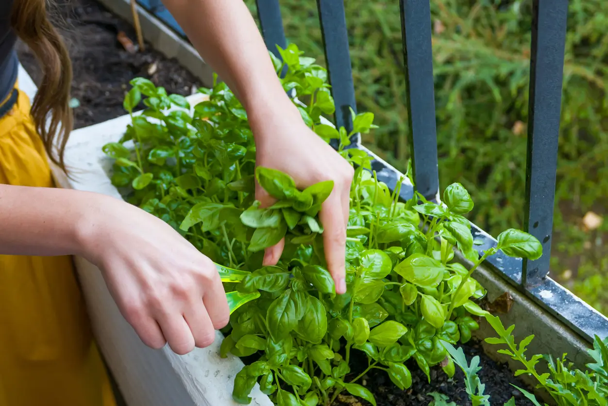 herbes aromatiques sur le balcon