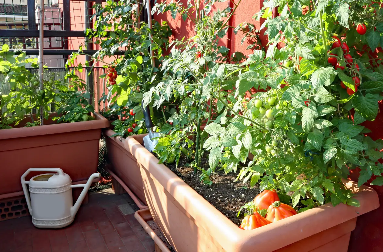 tomates sur le balcon