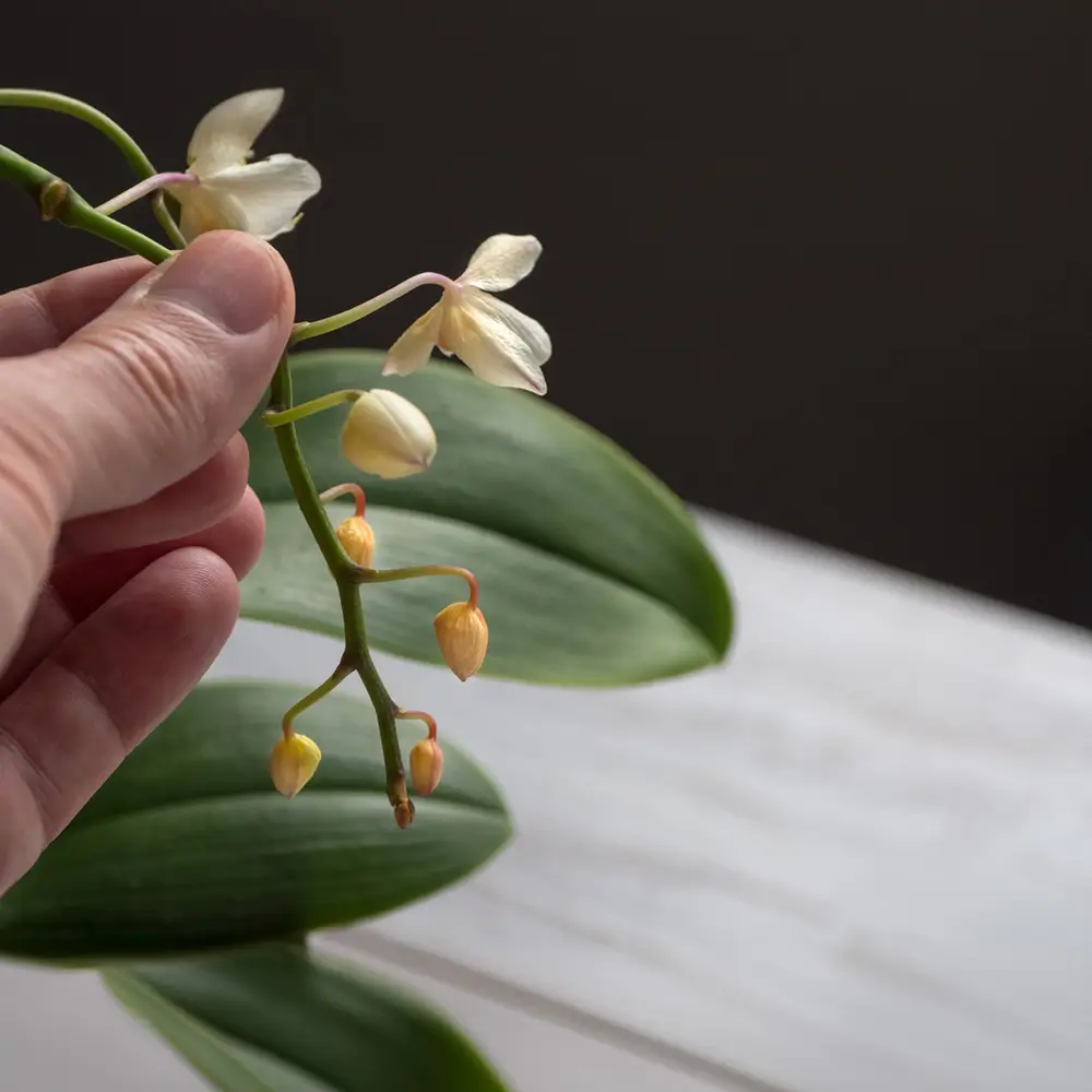 Bourgeons d'une orchidée en train de tomber, souvent causé par un stress, un manque de lumière ou des erreurs de culture. Il faut faire refleurir une orchidée