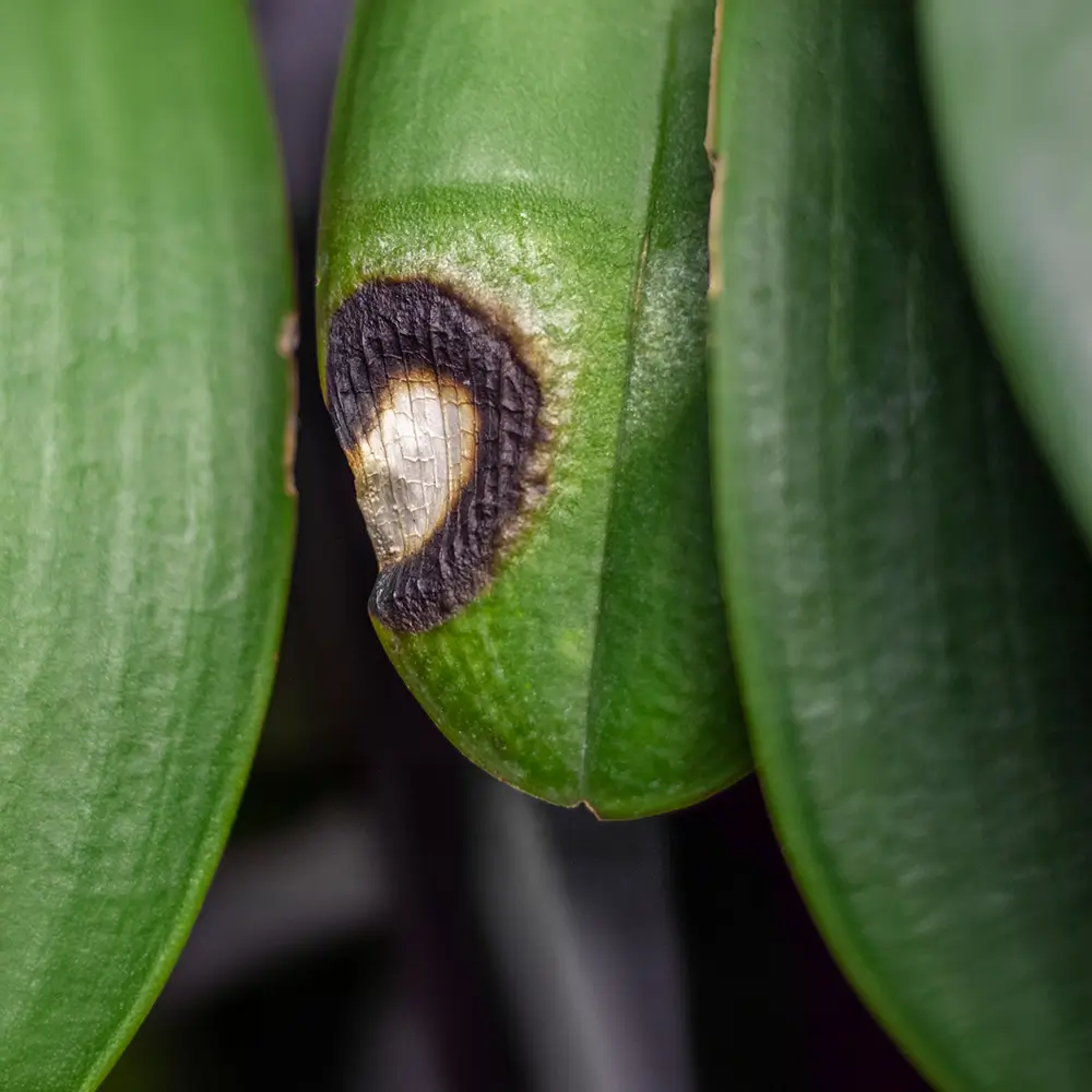 Pour faire refleurir une orchidée voici un gros plan sur une feuille d'orchidée montrant une lésion noire causée par une attaque bactérienne, nécessitant une intervention rapide.