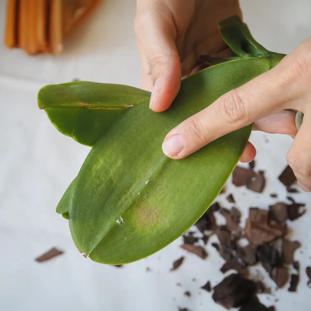 Feuille d'orchidée montrant des traces de cochenilles farineuses, un parasite courant nécessitant un traitement rapide pour faire refleurir une orchidée