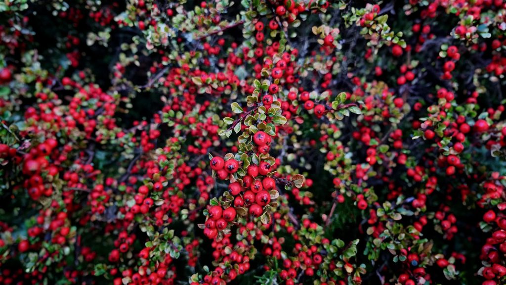 Gros plan sur des branches de Cotoneaster couvertes de baies rouges, une plante couvre-sol populaire en hiver pour ses fruits colorés et son feuillage dense.