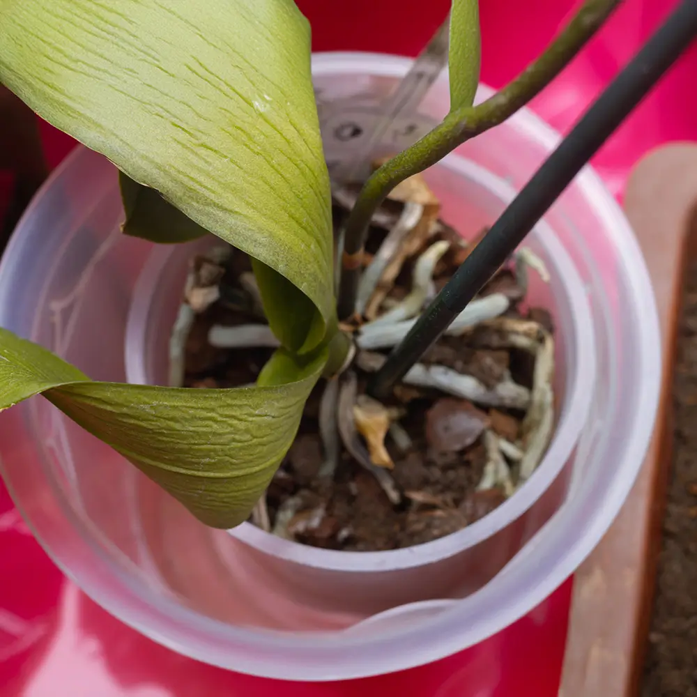 Feuilles d'orchidée flétries et racines sèches, indiquant un manque d'eau et un besoin urgent d'arrosage. Montrant comment faire refleurir une orchidée