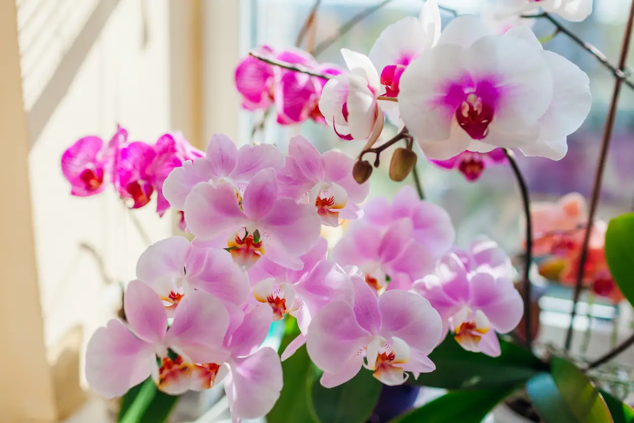 Orchidées roses et blanches en pleine floraison, exposées près d'une fenêtre dans un intérieur baigné de lumière naturelle.