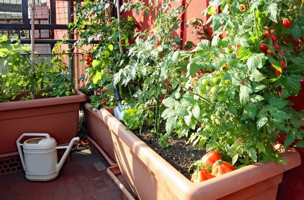 plants de tomate sur un balcon