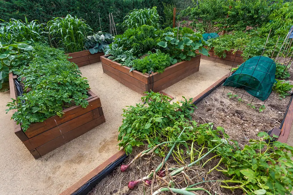 Un jardin avec plusieurs carrés potagers surélevés, remplis de légumes verts variés et de plantes en pleine croissance.