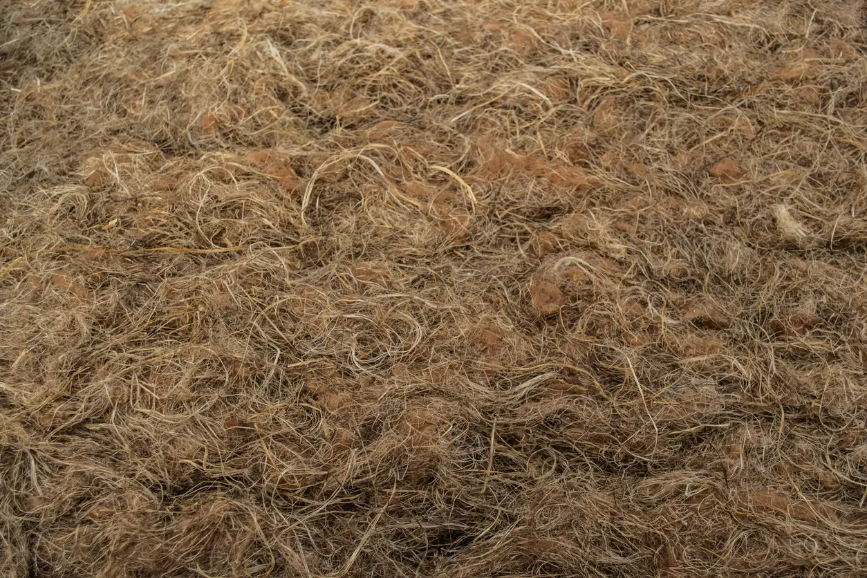 Fibre de chanvre naturelle brute, vue de près, montrant une texture enchevêtrée de filaments bruns et beige.