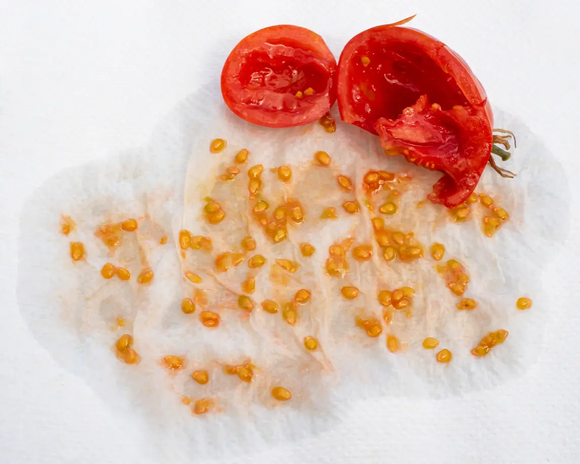 Graines de tomate extraites de la pulpe, prêtes pour le séchage et la plantation