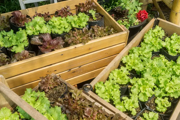 Jardinières en bois remplies de laitues vertes et rouges en carré potager en bois