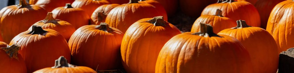 Plusieurs citrouilles sur de la paille fraiche