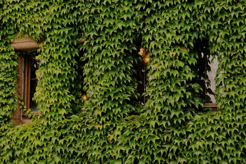 mur végétal naturel sur facade avec 4 fenêtres